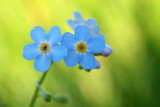 Forget-me-not/Moerasvergeet-me-nietje