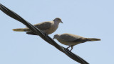 Collared doves.