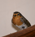 Visiting robin
