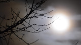 Cherry, cloud, moon