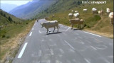 TdFcow.jpg
