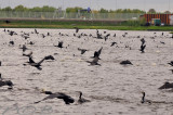 Zwarte vissers, Phalacrocorax carbo