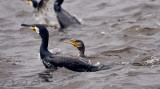 Mamma komt net bovenwater