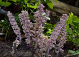 Grote schubwortel, Lathraea squamaria