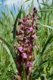 Vermeulenia colina