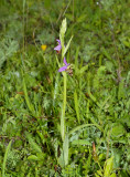 Ophrys holubyana, habitat, CZ-HUNG.