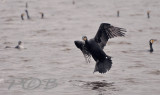 Aalscholvers-Cormorants