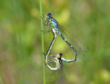 Maanjuffer wiel, C.lunulatum, meer als een maand later als normaal