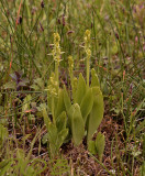 Groenknolorchis  Liparis loeselii (Sturmia)