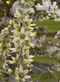 Veratrum album