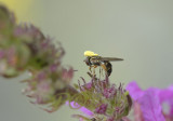 Zweefvl. pollinia Epipactis palustris