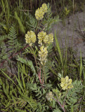 Oxitropis pilosa
