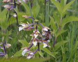 Ep. palustris, pollinator