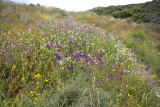 Anchusa officinalis