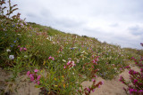 Duinflora, Anchusa officinalis (ossentong) in verschillende kleuren
