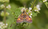 Muntvlinder, Pyrausta purpuralis vrouw