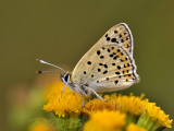 Lycanea tityrus, Br. vuurvl. man