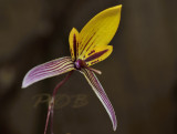 Bulbophyllum sp. 1  cm