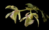 Epidendrum portillae