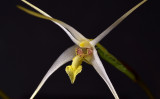 Diplocaulobium nitidissimum, tongue