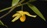 Dendrobium  chrysocrepis