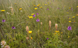 Duinflora met o.a. Orobanche picridis en Anacamptis piramidalis