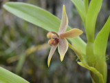 Cyrtidiorchis  frontinoensis