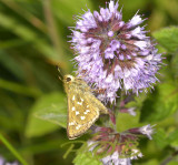 Kommavlinder, Hesperia comma