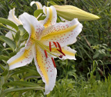 Lilium auratum, wild ancestor of most cultivated big Liliums, flowers 15-20 cm across (endemic Japan)