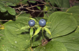 éénbes, Paris quadrifolia