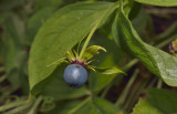 éénbes, Paris quadrifolia