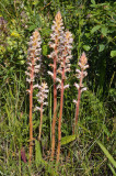 Bitterkruid bremraap, O.picridis