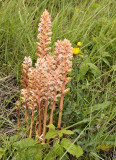 Bitterkruid bremraap met waardplant, O.picridis (55 cm)