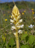 O. picridis geel-yellow