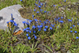 Gentiana nivalis