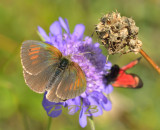 Glanserebia, Erebia tyndarus