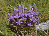Veldgentiaan, Gentiana campestris