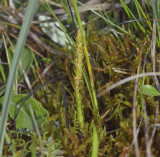 Dwerg wolfsklauw, Selaginella selaginoides