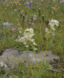 Saxifraga caesia