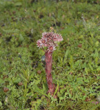 Sempervivium arachnoideum