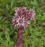 Sempervivium arachnoideum