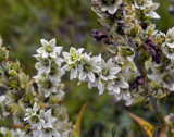 Witte nieswortel,Veratrum album close-up (met vorstschade)