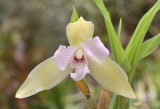 Gallery Lycaste orchids
