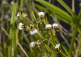 Ornithophora radicans