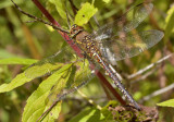 Aeshna mixta, female