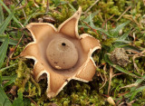 Geastrum minimum