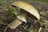 Reuzenchampignon Agaricus augustus, hoed 25 cm