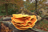 Laetiporus sulphareus, 60 cm