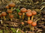 Zwavelkopjes (rode)