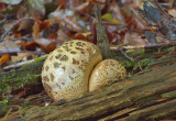Gele aardappelbovist